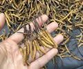 10g Size: 5000Piece/Kg  Premium China Cordyceps sinensis 